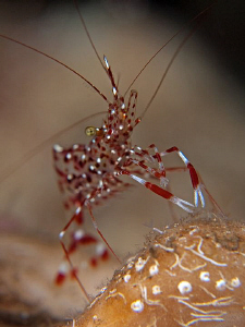 Shrimp, Tulamben by Doug Anderson 
